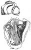 Erstes Siegel Fürst  Pribislaw 1238